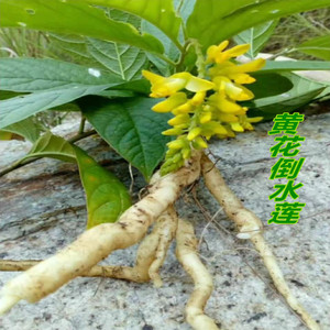 倒吊王 倒水莲 黄花远志 观音串 煲汤干品 500g包邮