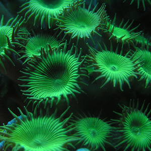 绿水螅 绿大种纽扣 活珊瑚 海水水族活体生物新手推荐好养繁殖