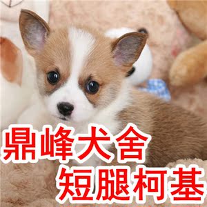 佛山柯基犬 纯种幼犬 活体宠物狗767 柯基犬出售 宠物狗狗