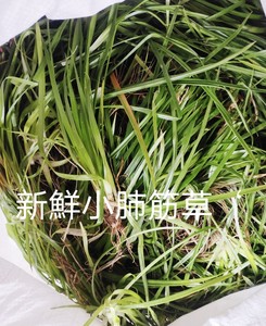 中草药肺心草