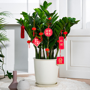 大型金钱树盆栽植物室内过年挂件装饰客厅寓意好四季常青好养绿植