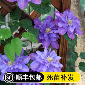 铁线莲薇安