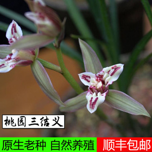 桃园三结义兰花四川春剑名贵品种原生老种三星蝶叶艺室内盆栽绿植