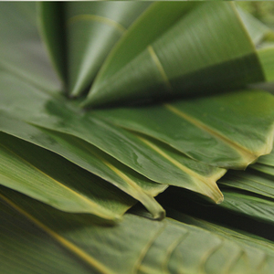 新鲜柊叶冬叶粽叶肇庆裹蒸海南粽子肇庆裹蒸粽广西肉棕云南版纳味