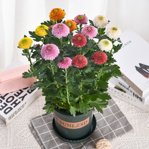 七彩乒乓菊盆栽带花苞四季开花菊花好养易活室内阳台大盆美观花卉