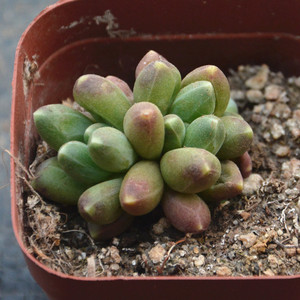 千代田之松 韩国品种 阳台绿植 好活易养 群生多肉 七色花街多肉