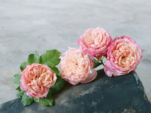 王妃花社月季 许愿之心(不是伊芙)日本品种 资料丢失四季勤花有香