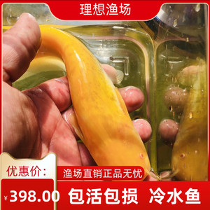 观赏鱼黄金大口鲶鱼黄化大口鲶活体不加温凶猛鱼稀有鱼冷水鱼
