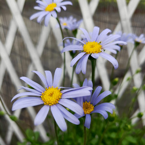 祥瑞新款蓝色玛格丽特盆栽花卉 蓝玛盆蓝雏菊 庭院阳台蓝费利菊