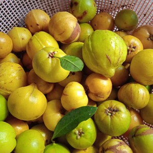 广西野山竹,岭南山竹,萝蒙子,营养丰富,5斤包邮.现摘现发货