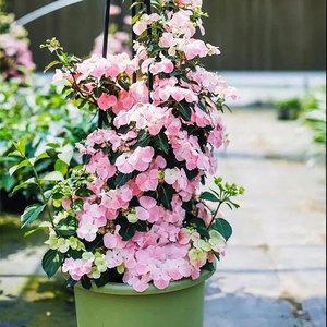 香微园艺 粉色落跑新娘绣球花盆栽花苗圆锥无尽夏八仙花四季蓝色