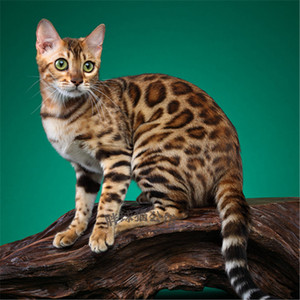 豹猫纯种孟加拉猫黄金豹猫活体家养宠物猫雪豹幼仔玫瑰花纹小猫咪