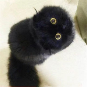 英短纯黑孟买猫纯种曼基康矮脚猫玄猫幼崽黑煤球折耳猫宠物猫活体