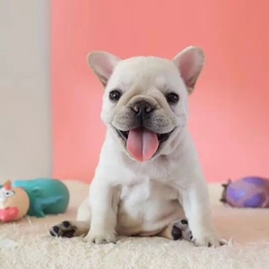 出售纯种网红奶白色法国斗牛犬纯种幼犬法斗法牛斗牛活体宠物狗狗