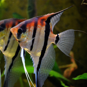 伊莎贝尔红背秘鲁斯卡神仙鱼活体淡水宠物鱼埃及燕鱼热带观赏鱼