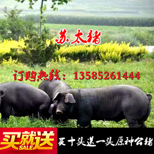 常年出售纯种苏太猪 太湖猪 藏香猪 北京黑猪 黑猪种猪母猪仔猪