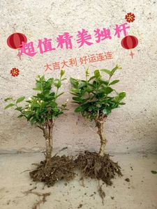 茉莉花苗盆栽带花苞独杆老桩驱蚊花卉植物室外盆景广西横县浓芳香