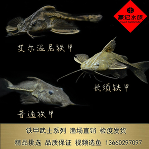 铁甲武士普铁艾尔温尼铁甲长须铁甲武士底层鱼大型鲶鱼热带观赏鱼