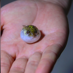 淡水河娃娃鱼中洋河养殖鱼河豚河豚观赏鱼淡水包邮生气凶猛巧克力