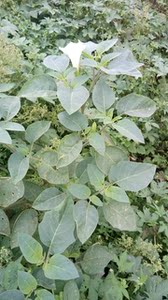 野生药材曼陀罗 狗核桃 枫茄花 山茄子根茎叶果全草晒干500g包邮