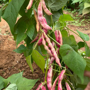 东北红金钩黄金钩豆角种子架豆种子红金勾无筋红纹豆角籽蔬菜