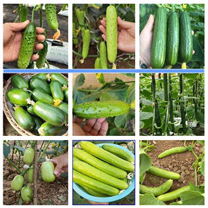 黄瓜种子合集水果黄瓜口感黄瓜强雌品种四季蔬菜种子家庭菜园
