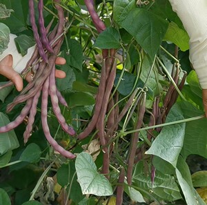 春秋紫架豆种子 红玉紫芸豆豆角种子 满20元包邮 大田种 家庭