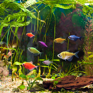 观赏鱼活体老虎天使鱼荧光蓝莓翡翠柠檬青苹果斑马鱼彩群鱼群游鱼