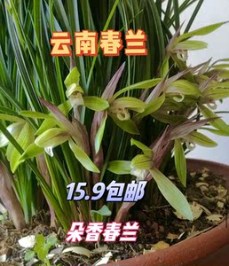云南正宗春兰朵香开花观赏浓香兰花好看精品春兰兰花