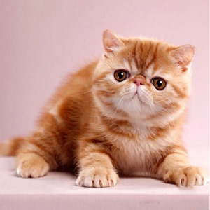 纯种电影版加菲猫幼崽蠢萌懒笨异国短毛猫宠物活体包子脸红白加菲