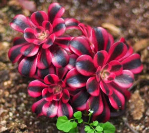 正版美杜莎法师多肉一物一拍黑金刚女巫墨娅王妃君美丽霞光欧嘉莉