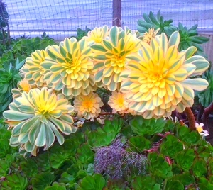 灿烂法师多肉植物v锦黄中斑老桩 一物一拍本店都是自然锦不是药锦