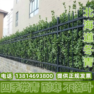 围墙篱笆植物日本围墙篱笆植物冬青树苗四季常青苗木庭院绿篱常绿