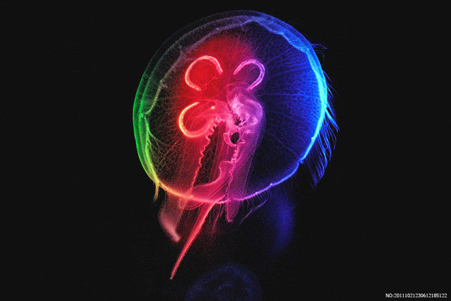 赤月水母火箭水母海月水母活体专用海盐饲养水母专业海盐