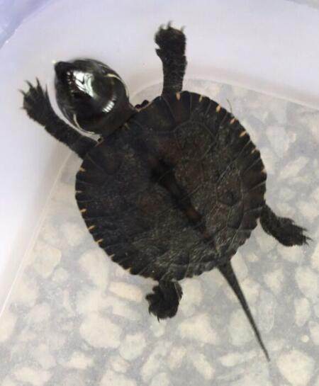 2017杂黑苗黑颈杂草龟一代龟杂黑一,二代苗送龟粮 虾干 龟药包邮