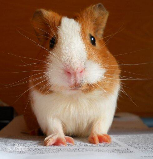 宠物清洁小扫把套餐 小簸箕宠物用品 兔子龙猫仓鼠用扫把