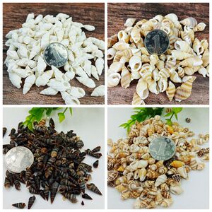 贝壳海里小米螺漂流瓶小摆件装饰材料贴墙手工画制作材料海螺米螺