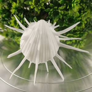 包邮海螺贝壳纯白海菊蛤创意造景地中海风情地台装饰拍摄道具摆件