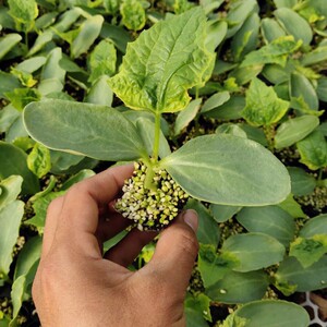 苹果苦瓜苗春季