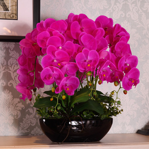 桌花蝴蝶兰