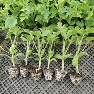 嫁接西瓜苗8424麒麟瓜早熟南方大棚春季种植育苗西瓜苗秧盆栽菜苗