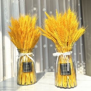 黄金麦穗金黄色大麦花束干花真花带花瓶客厅摆件金穗大小麦穗