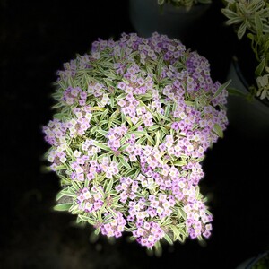 蔓花园 香雪球 多年生香味阳台庭院草本花卉盆栽