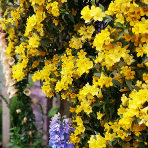 蔓花园 法国香水  藤蔓开花植物  栅栏爬藤垂吊花卉  花苗