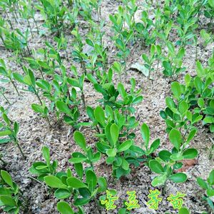 金豆苗金豆盆栽金豆小苗金豆芽苗四季常青观果绿植微型盆景小苗