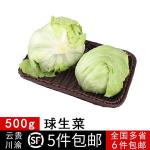 新鲜球生菜汉堡西餐蔬菜食用沙拉食材圆型西生菜白菜沙拉5件包邮