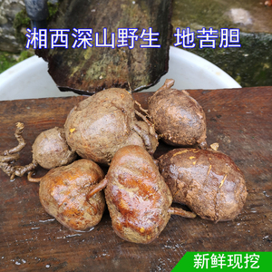 纯野生地苦胆现挖新鲜中药材金果榄地蛋金牛胆草药青牛胆250g包邮