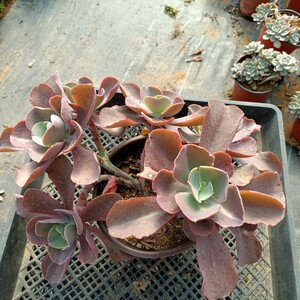 婚纱包菜大群2年整桩一物一拍芙罗拉多肉