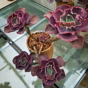 紫色婚纱阿里莱特大包菜大群老桩度夏无忧超一物一拍芙罗拉多肉