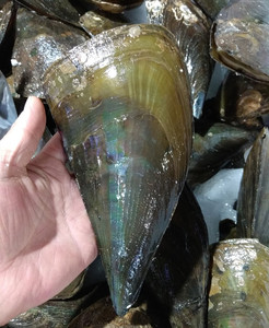 鲜活带子贝壳 新鲜蒜蓉烧烤大个鲜贝 生猛活体海鲜按只卖野生带壳